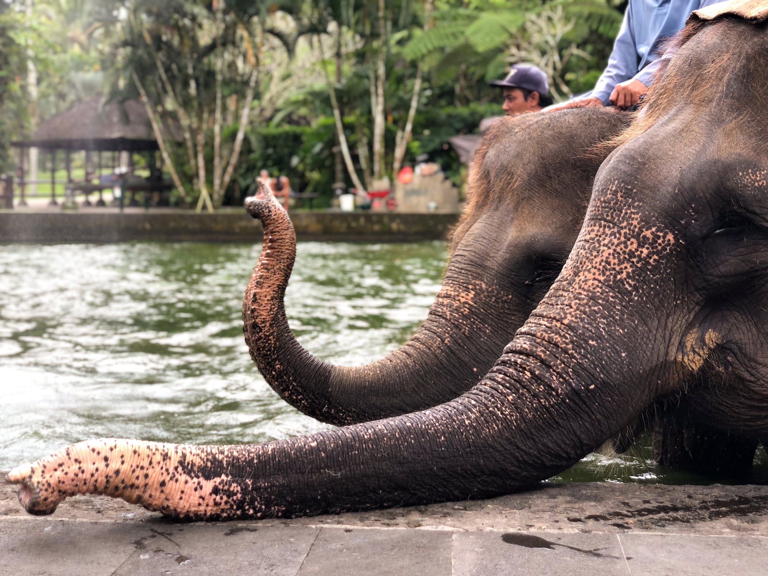 Mason_Elephant_Park_&_Lodge_01.jpg