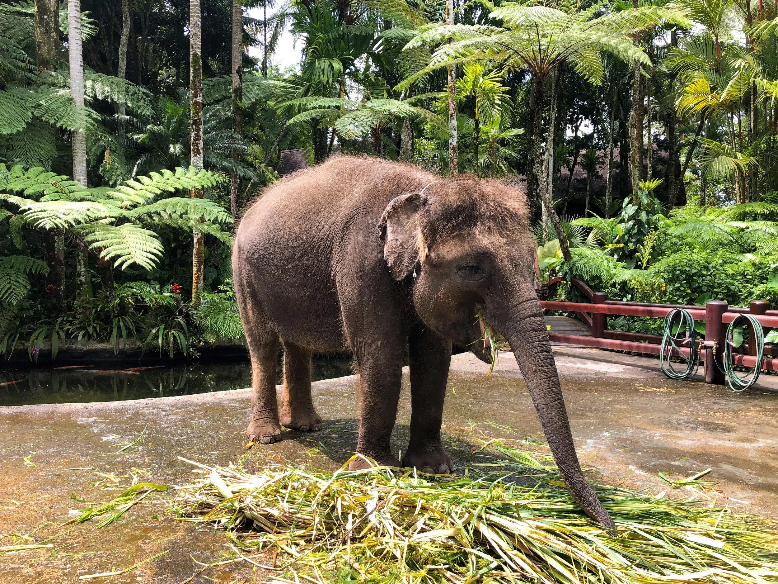 Mason_Elephant_Park_&_Lodge_04.jpg