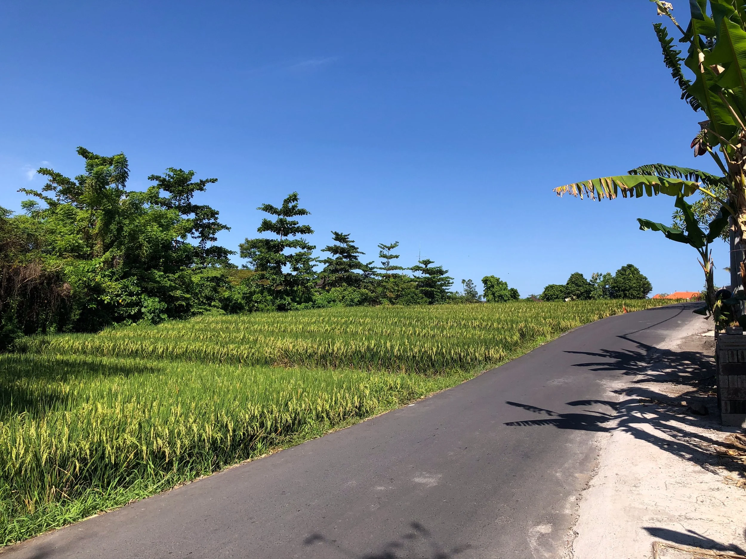 Canggu_02.jpg