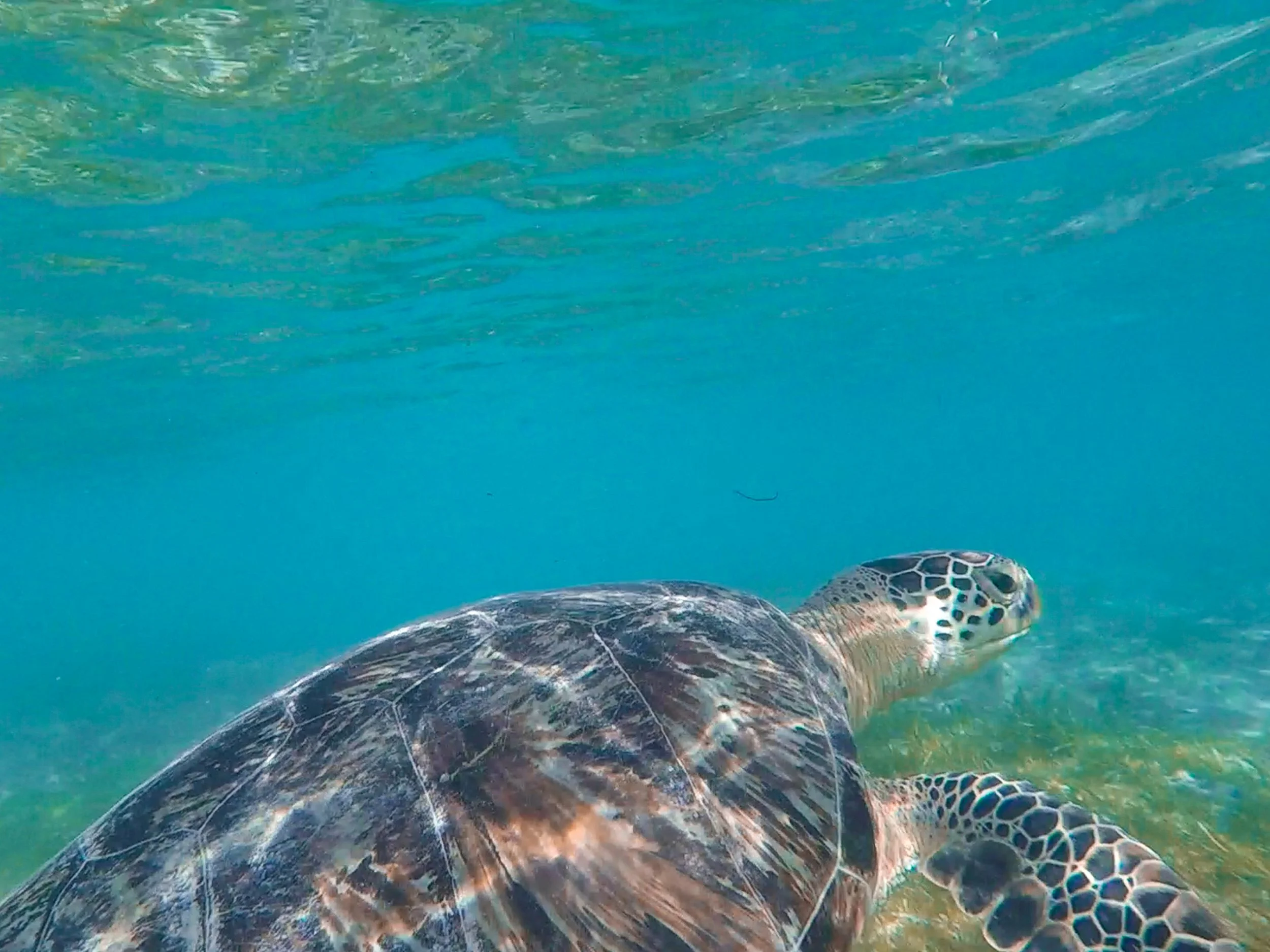 Turtle_Point_Gili_T_02.jpg
