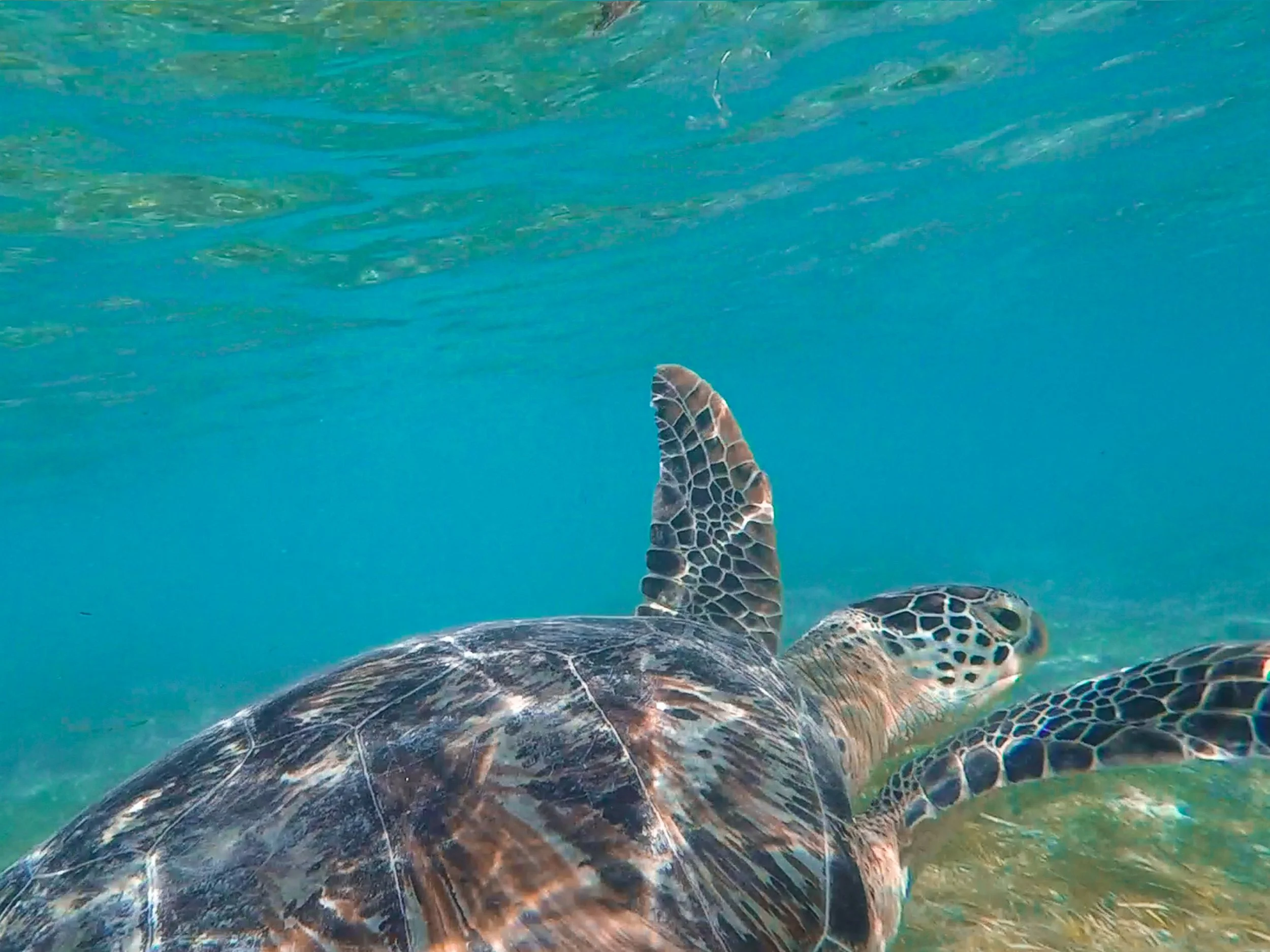 Turtle_Point_Gili_T_01.jpg