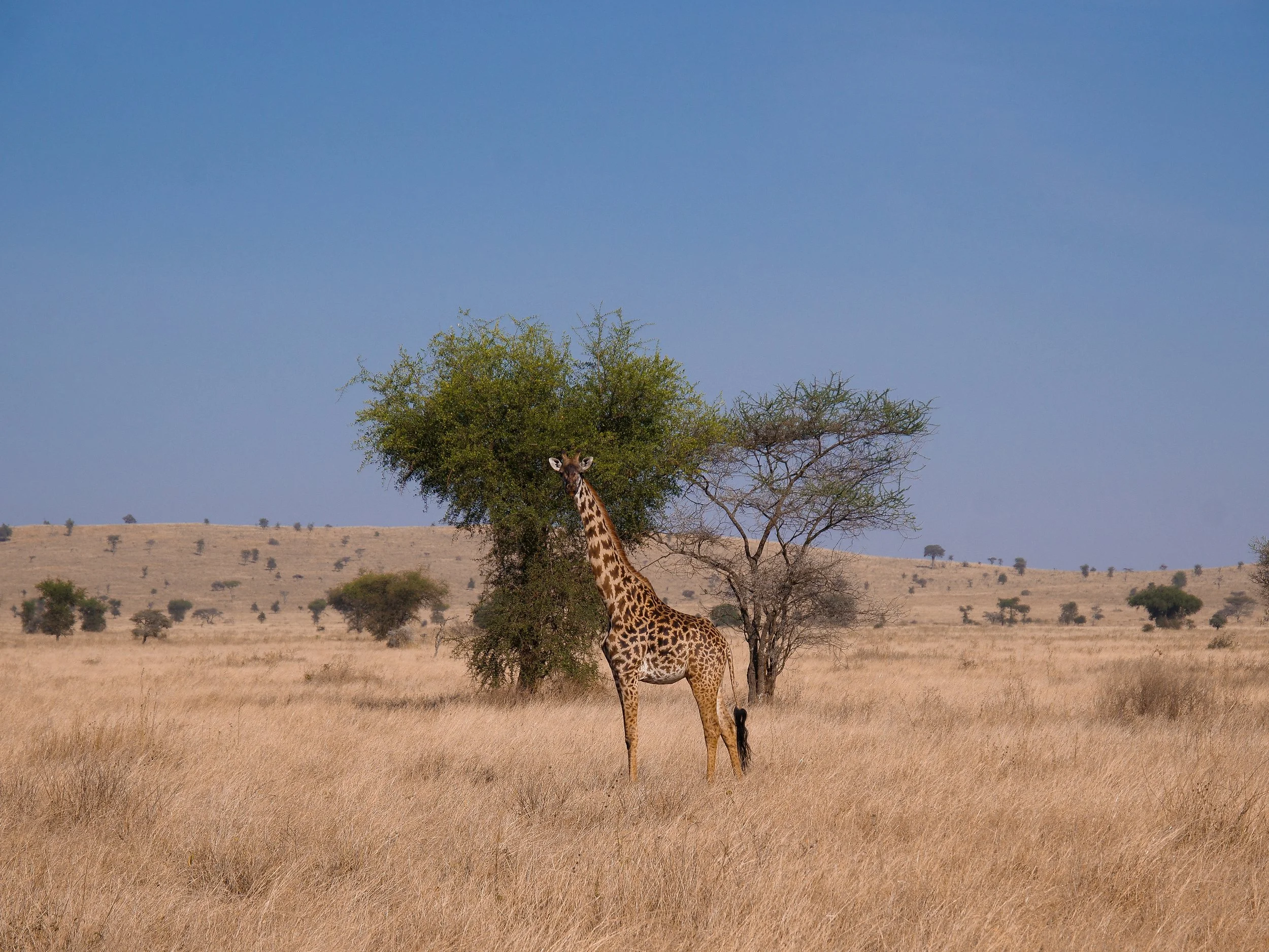 Tanzania_03.jpg