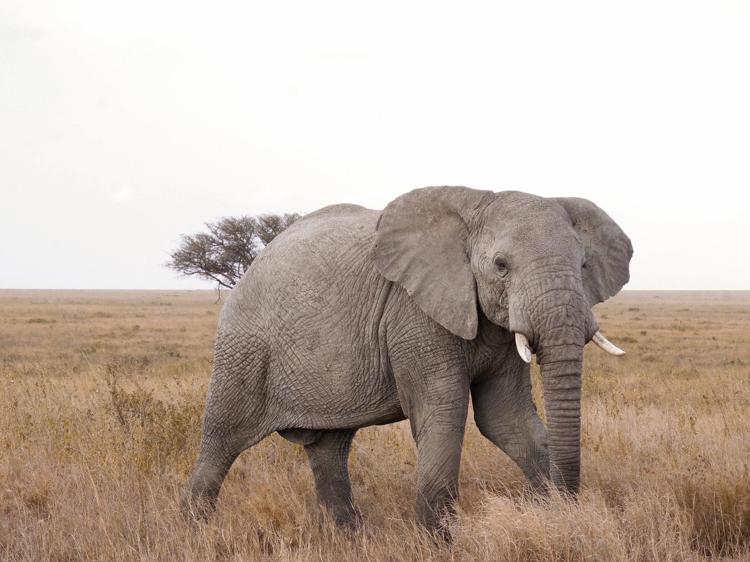 Tanzania_02.jpg