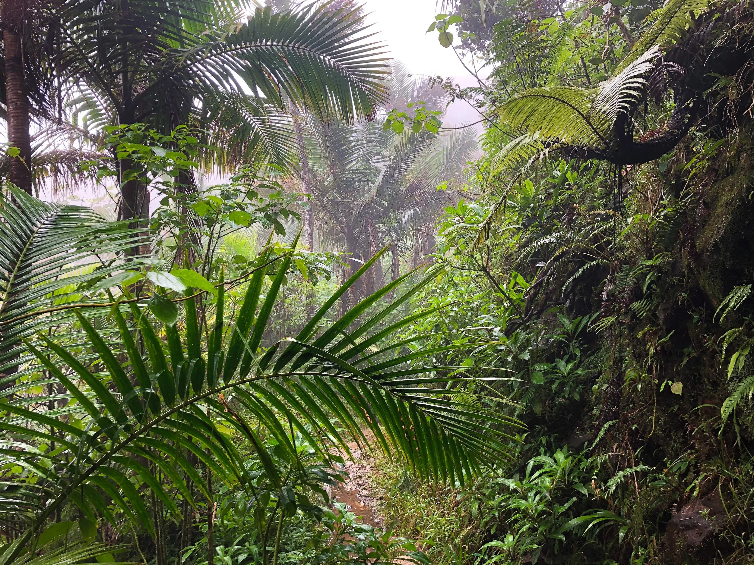 El_Yunque_14.jpg