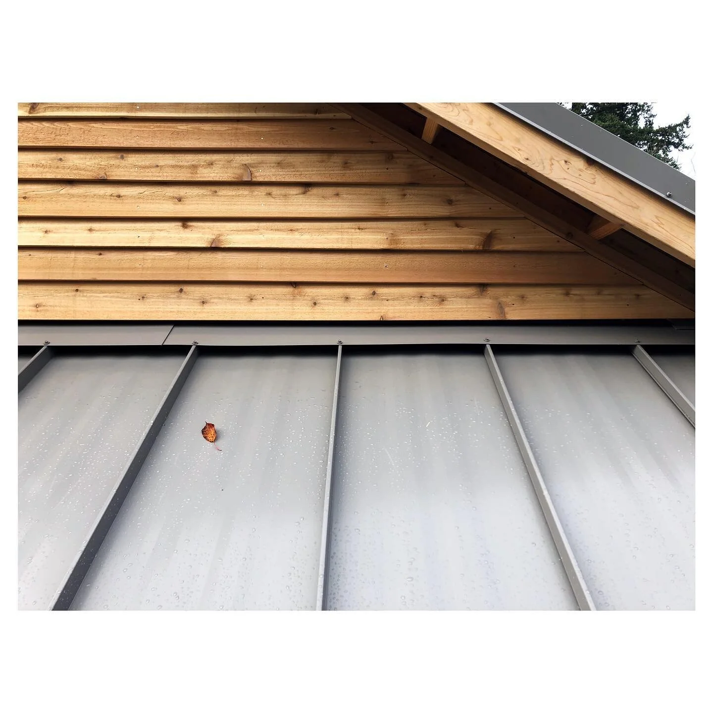 Fall in the northwest has been glorious. Dry and crisp and a longer than normal autumn foliage display have made it a treat to be working outdoors buttoning up the Strawbale home. The exterior will feature four distinct cladding surfaces. In the gabl