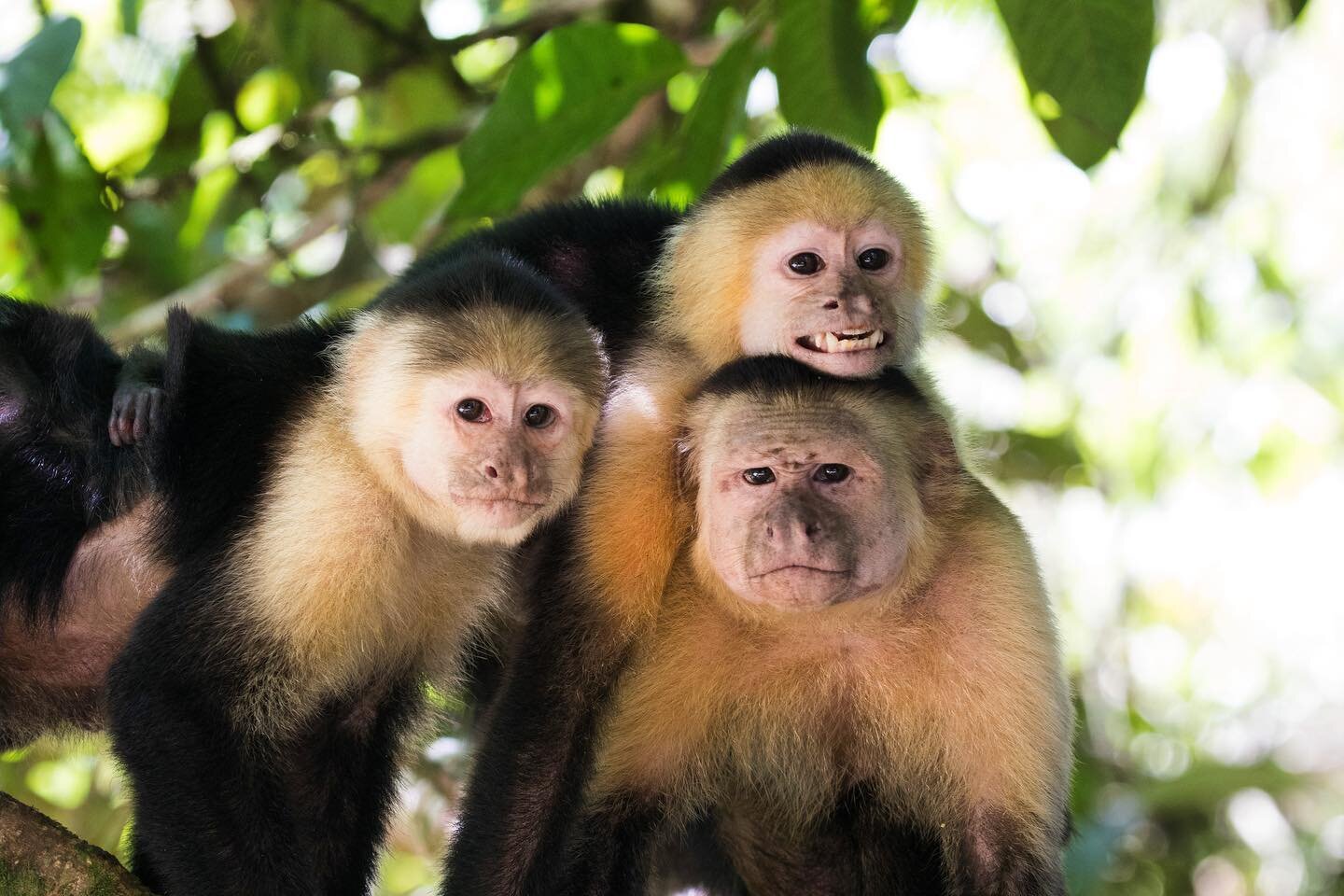 &iexcl;Feliz d&iacute;a de independencia de parte de nuestros amigos en Costa Rica! 🇨🇷