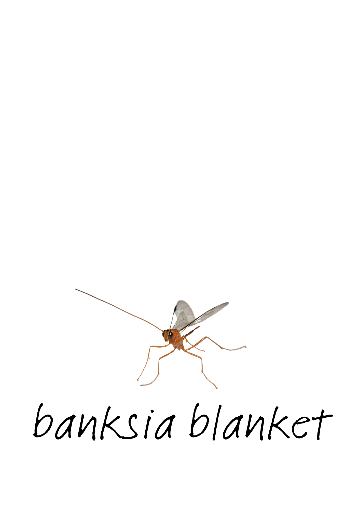 banksia blanket.png