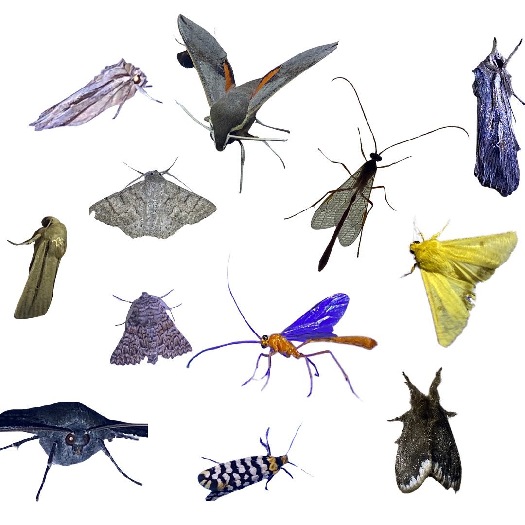 I 🩷 LCS mothing night

Here are a few pics from last nights LCS mothing night - for me a forever memorable night! 

Thank you so much to our local naturalists John Lenagan, Peter Crowcroft and Rob Shepherd for so generously supporting the night and 