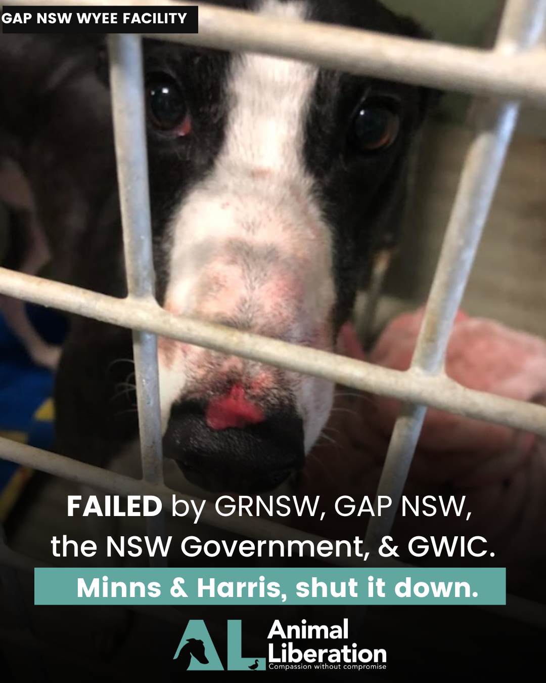 Greyhounds FAILED