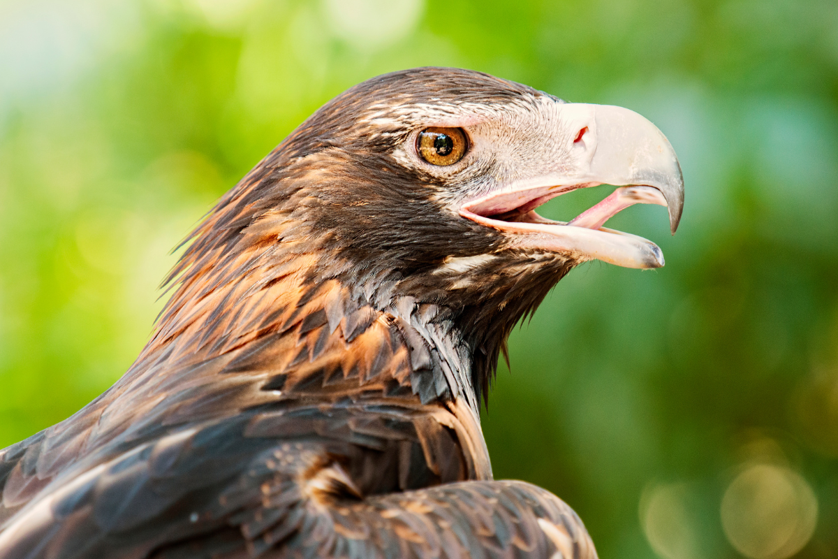 Bird of prey soaring in flight