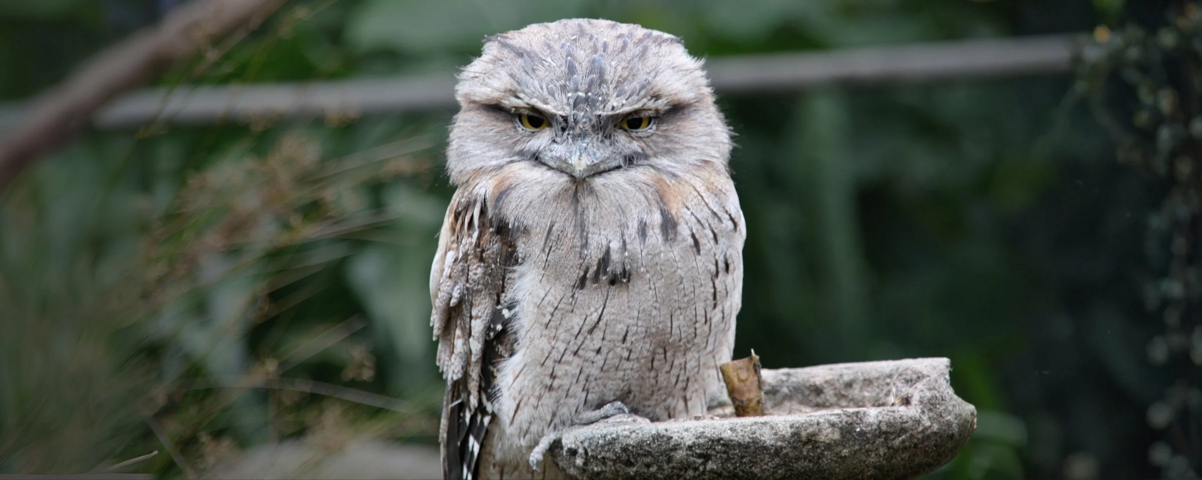 Tawny frogmouth owl — native wildlife threatened by SGAR rodenticides