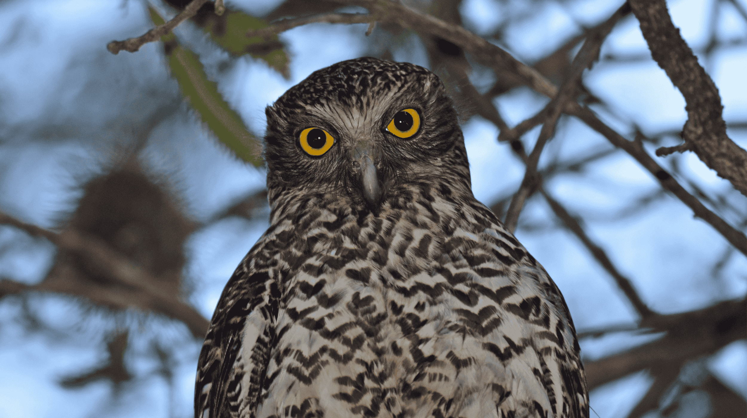 Wildlife threatened by rat poison