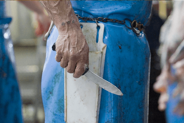 Worker in protective clothing inside an industrial animal processing environment