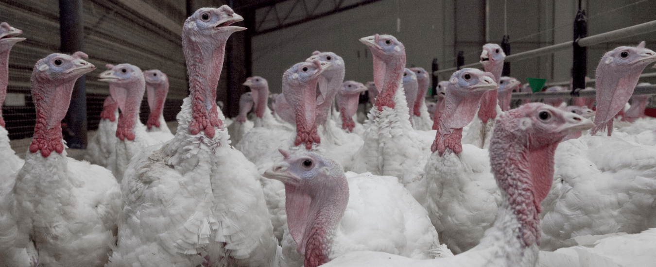 Turkey Farming — Animal Liberation Compassion without compromise