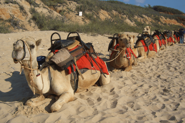 Camels Rides & Racing — Animal Liberation | Compassion without compromise