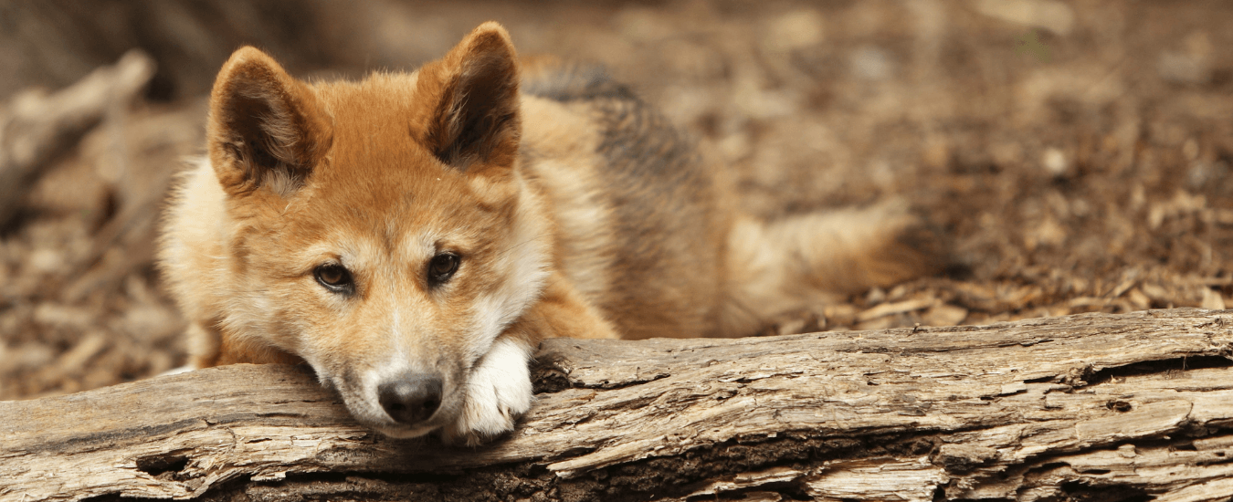 Facts - Dingo Den Animal Rescue