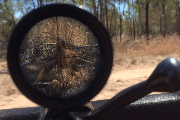 The dingo: a native species in the crosshairs