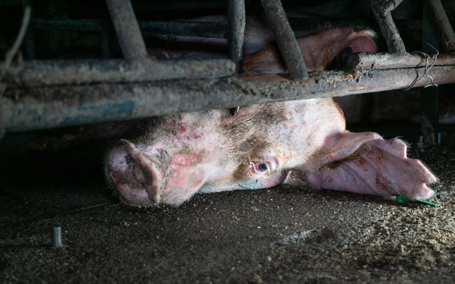 Pig confined inside an intensive farming facility