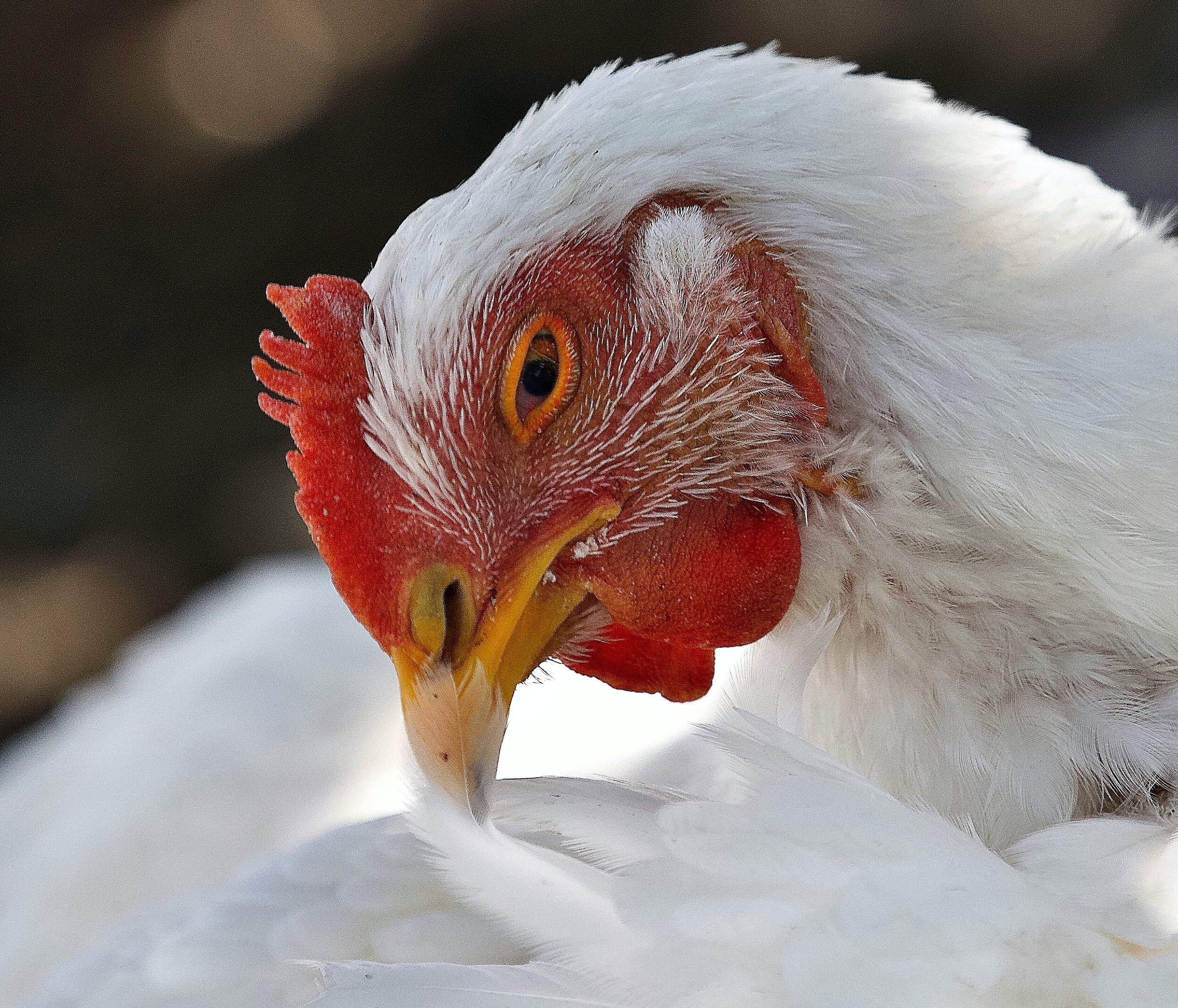 how many humans are killed by chickens each year