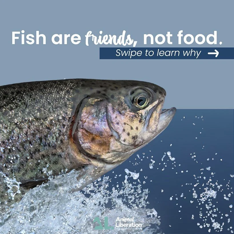 🐟 Did you know that your decision to eat sea creatures affects us all?
Healthy functioning oceans are necessary for human survival. The ocean, with the help of the animals and plants inside of it, produces between 50-80% of the world's oxygen and ab
