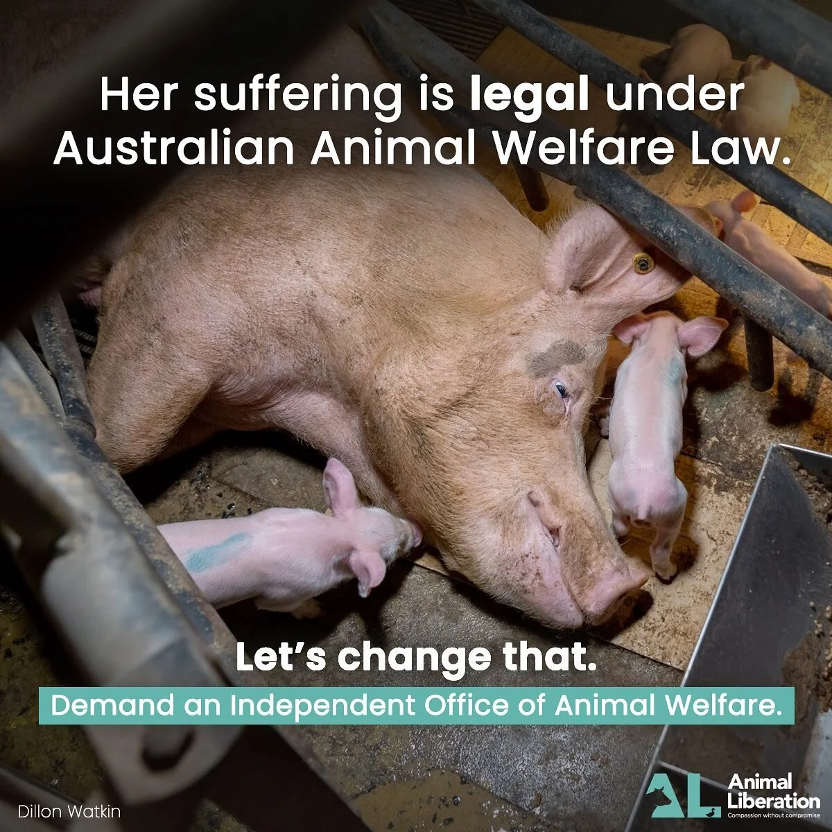 🐽 In Australia, approximately 90% of pigs are kept in intensive, indoor farms where they are denied all of their natural behaviours. Sows confined to farrowing crates are forced to give birth on the cold metal and concrete floors. The metal bars onl