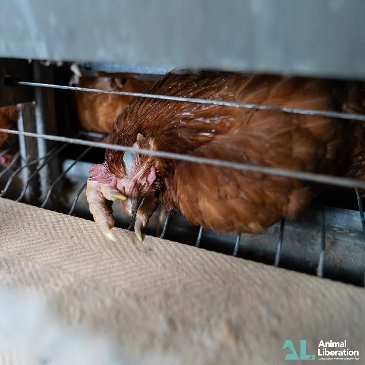 🥚 Did you know that layer hens lay around 300 eggs in a year while their ancestors, the red jungle fowl, lay between 10 and 20? 

Selective breeding, artificial lighting, and feed control have created this unnatural production rate, which places imm
