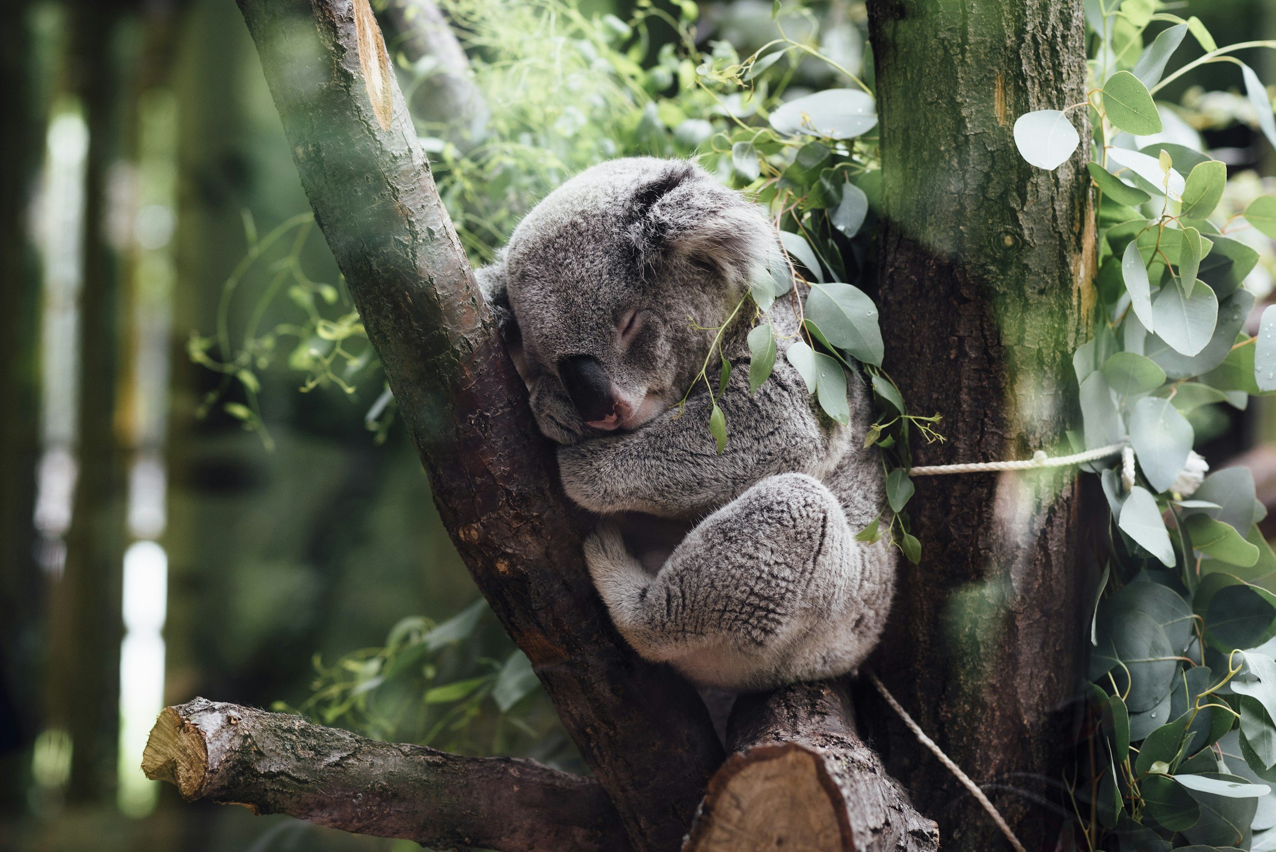 Help us halt the extinction of NSW koalas — Animal Liberation ...