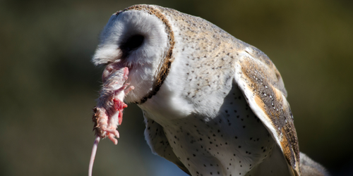 Ban Rat Poisons — Animal Liberation | Compassion without compromise
