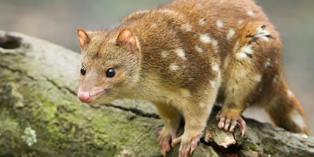 Ban Rat Poisons — Animal Liberation | Compassion without compromise