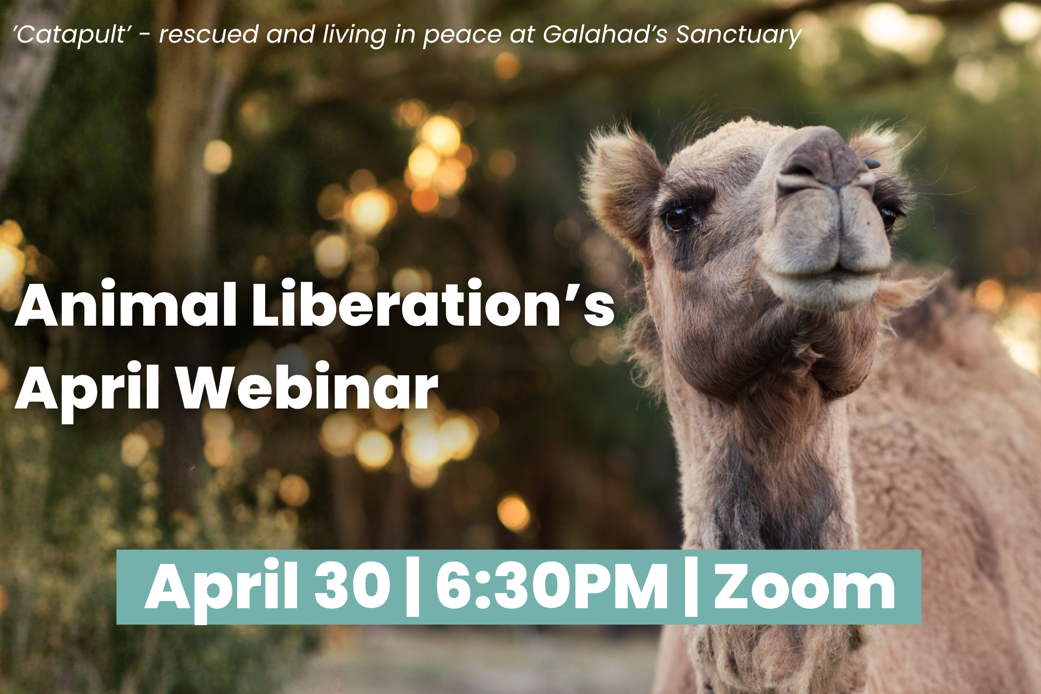 Animal Liberation's April Webinar