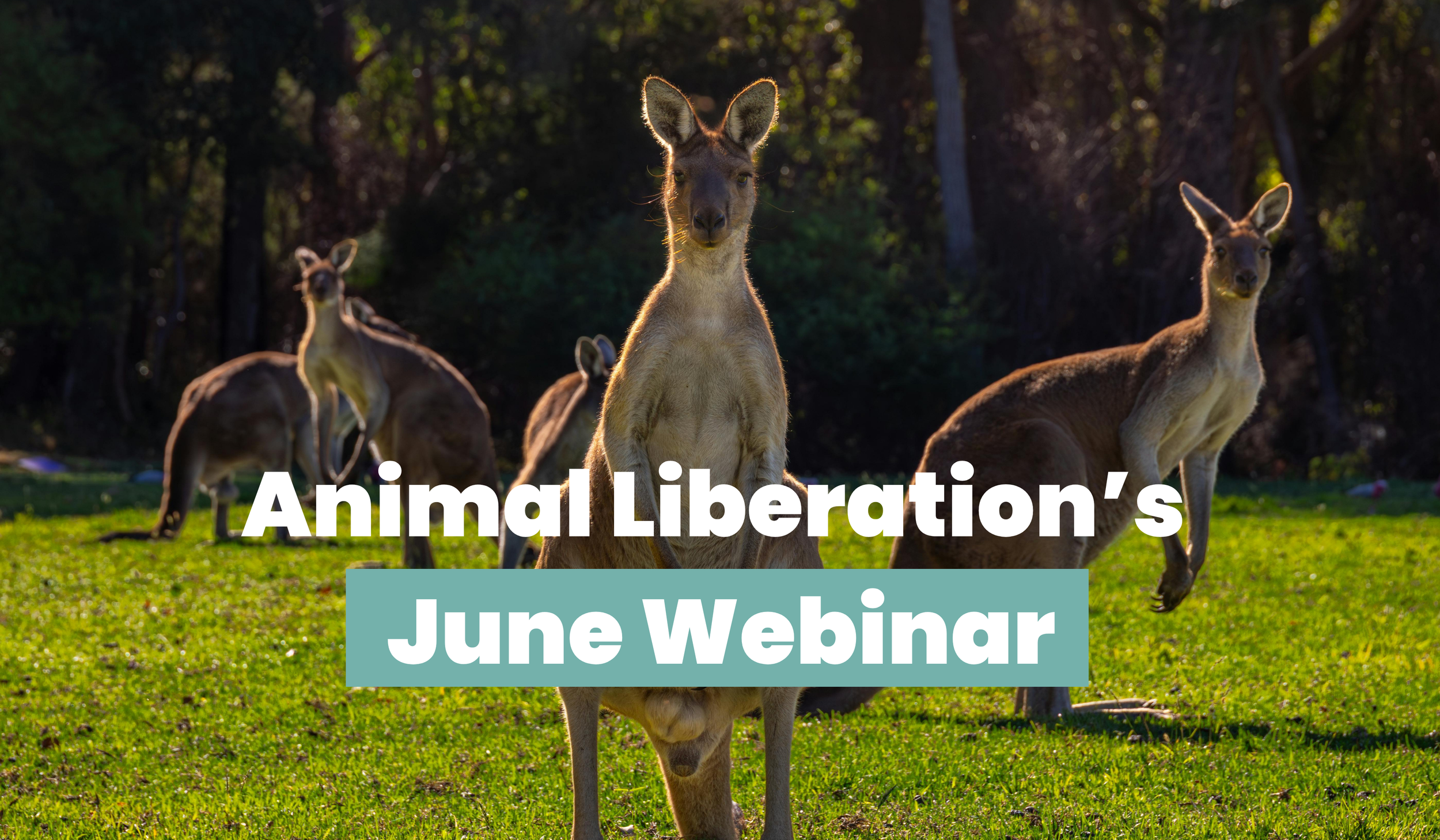 Animal Liberation's June Webinar