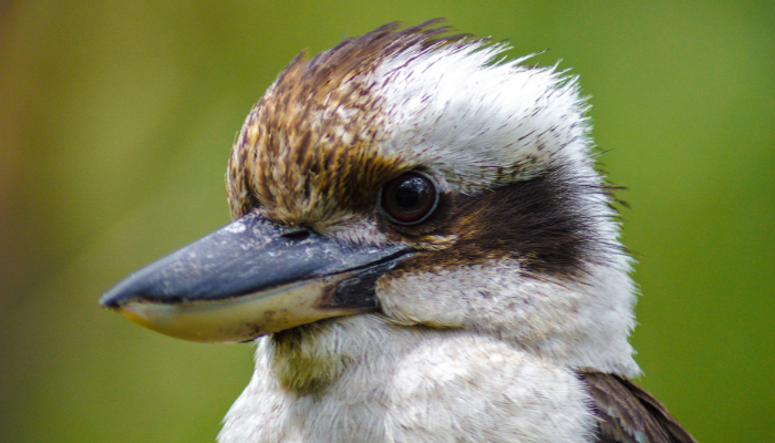 Kookaburra perched on a branch