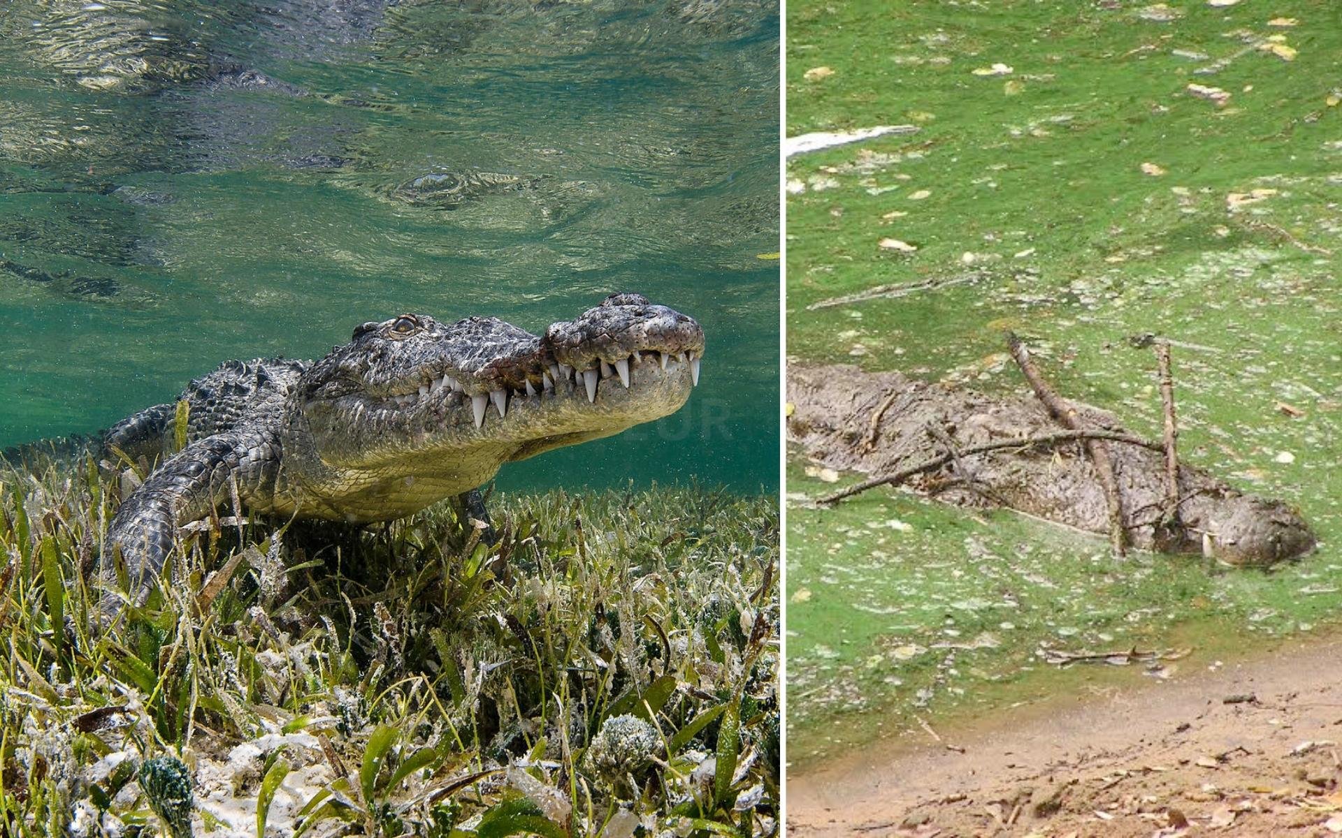 Exposed: Crocodiles and Alligators Factory-Farmed for Hermes 'Luxury' Goods