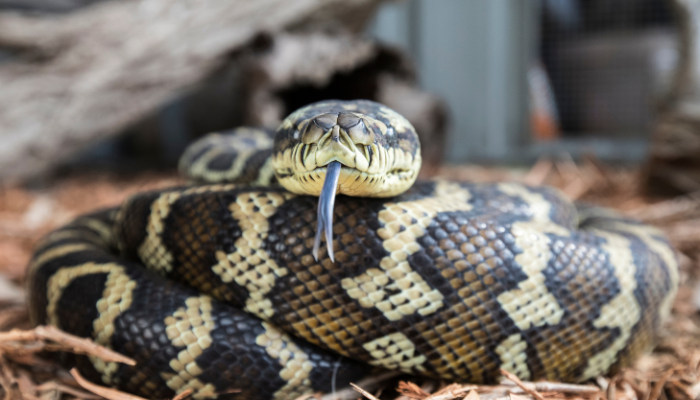Carpet python coiled on a branch