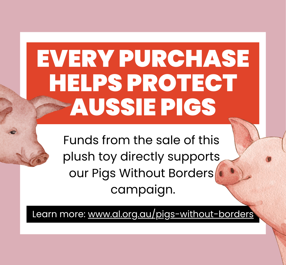 pig-shop.png