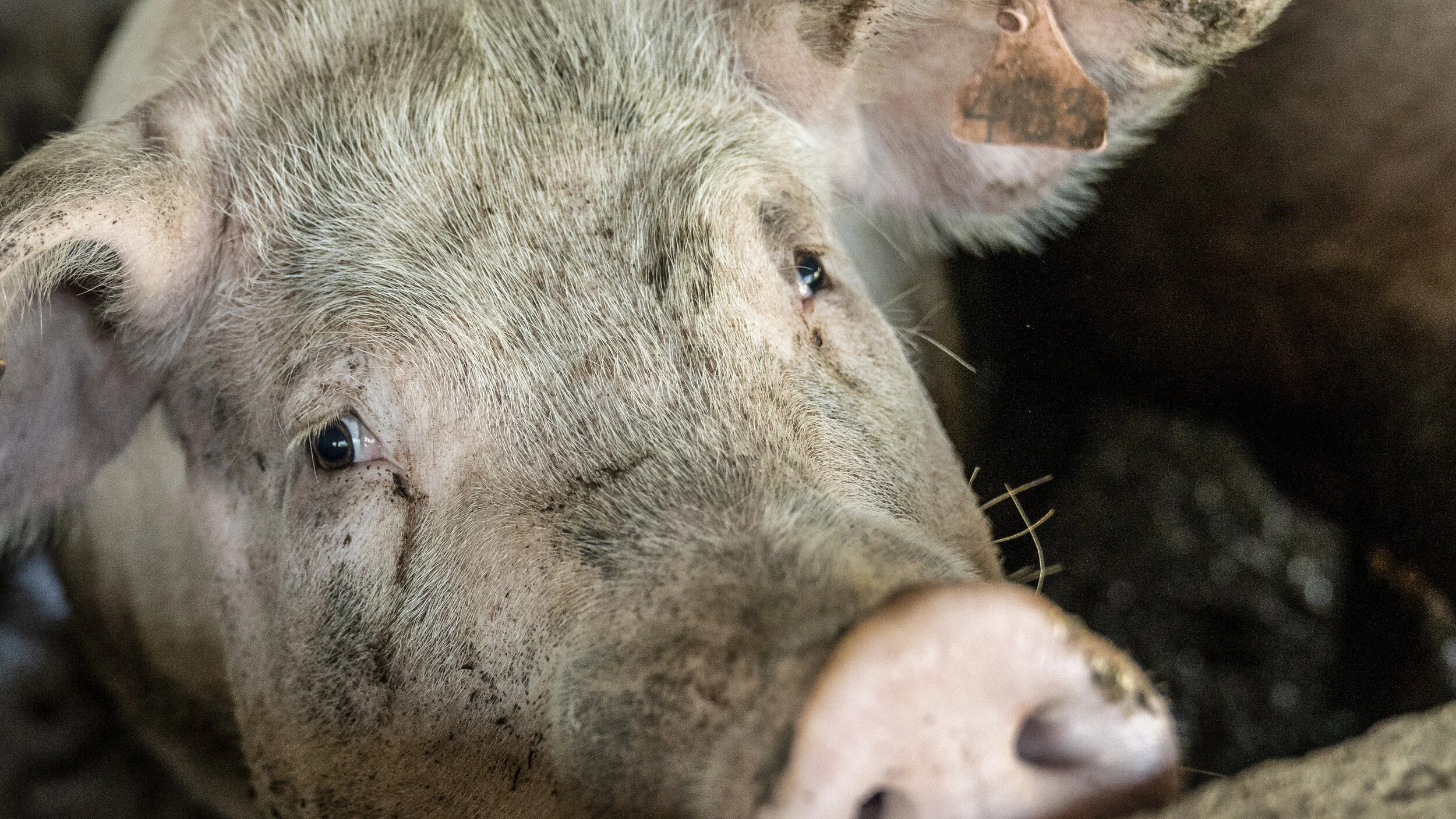 Pigs Without Borders — Animal Liberation | Compassion without compromise