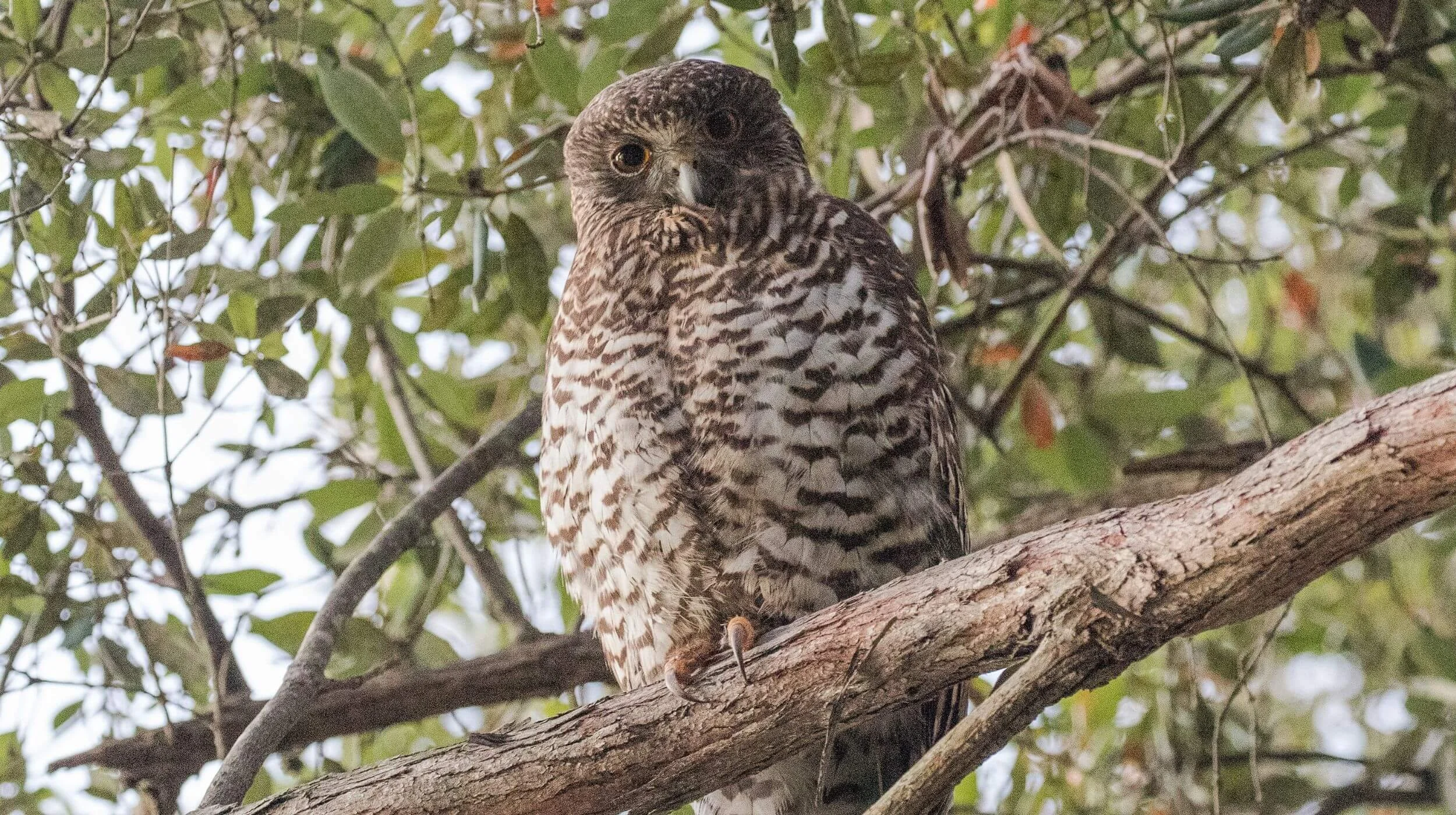Powerful Owl perched in a eucalyptus tree at dusk