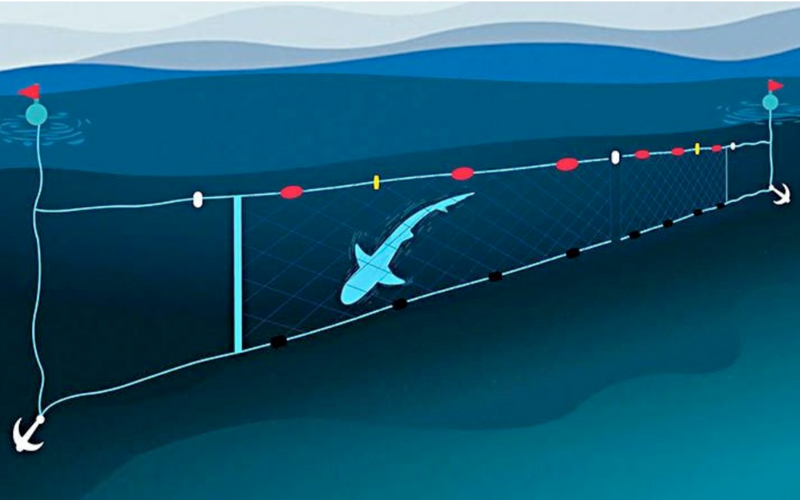 Shark Net Rope Access Nets Out Now — Animal Liberation | Compassion without compromise
