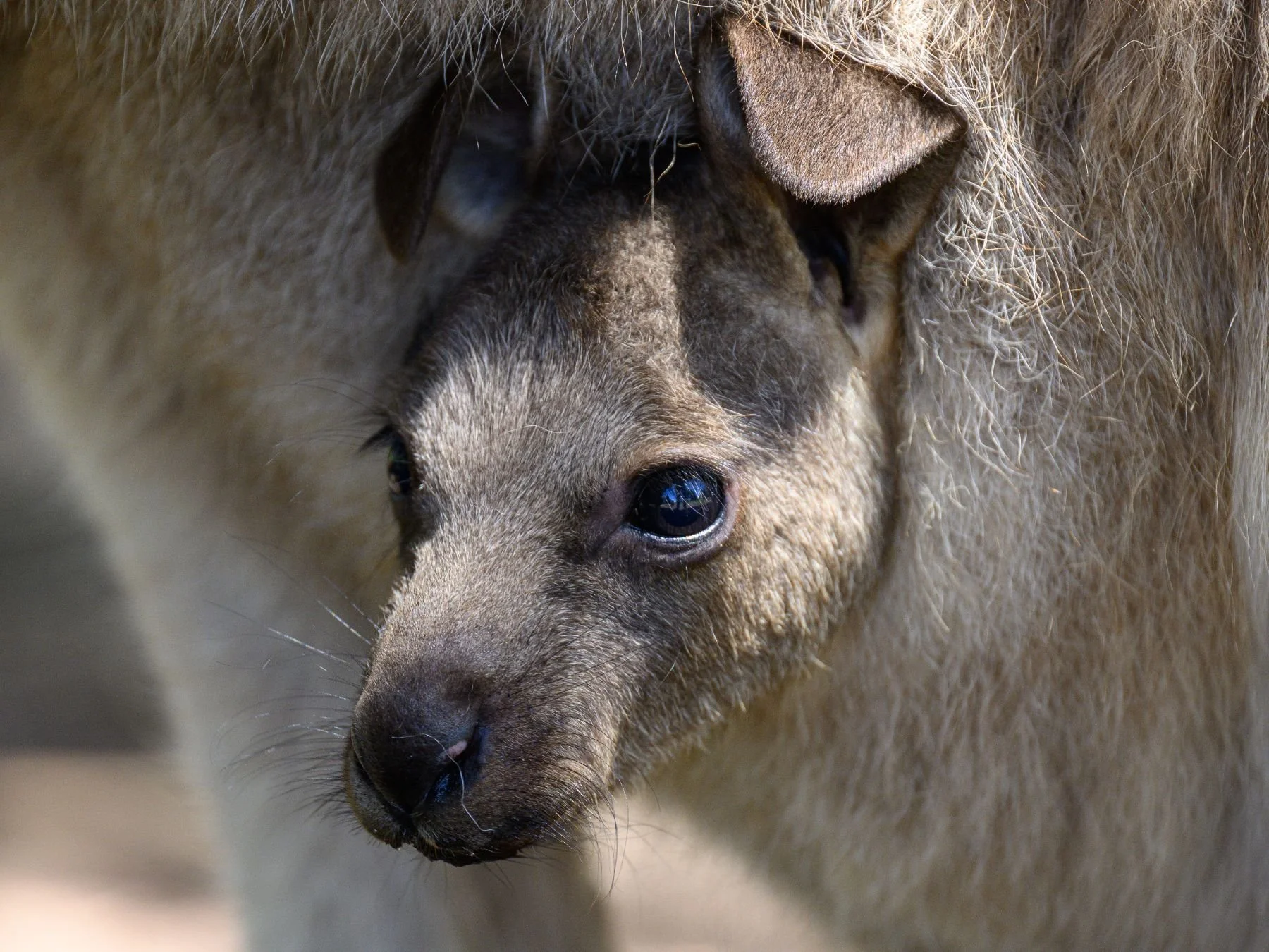 A kangaroo representing wildlife affected by disasters and the need for animal-inclusive emergency planning