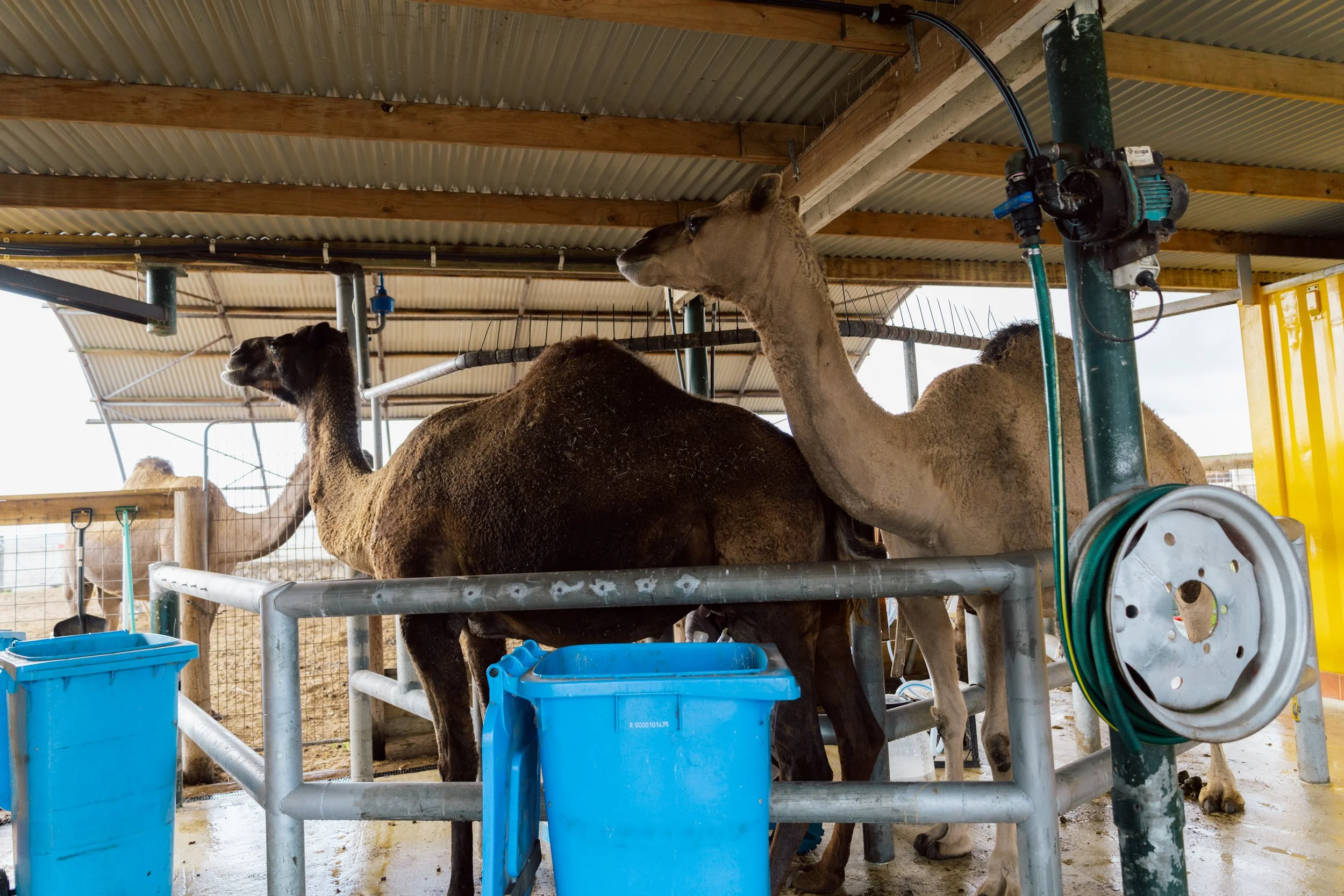 camel-milking-line.jpg