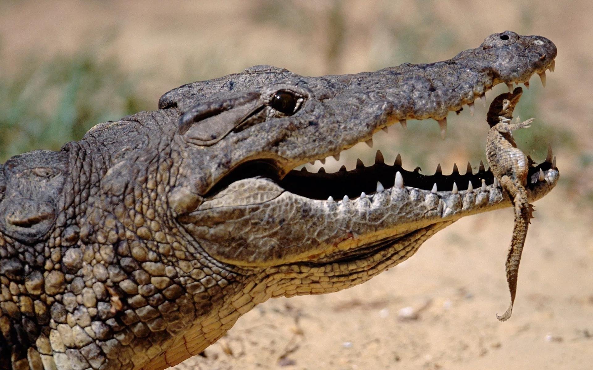 Croc Jaws More Sensitive Than Human Fingertips
