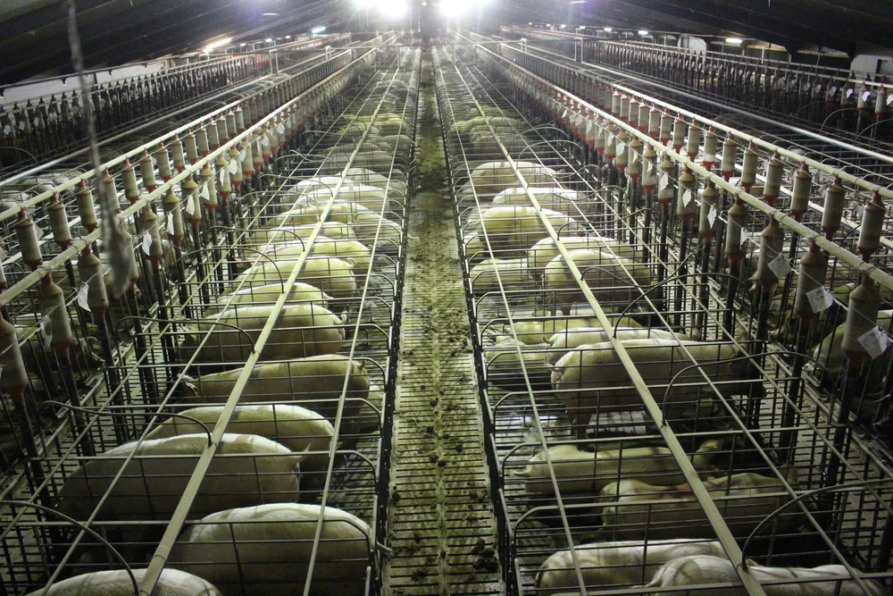 Rows of mother pigs confined individually in farrowing crates