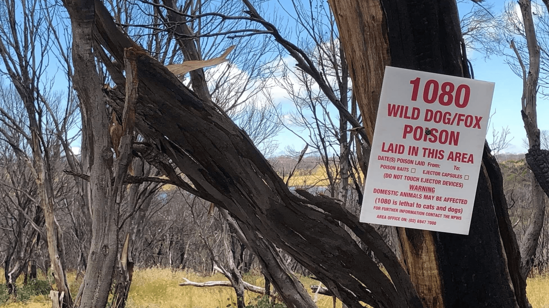 A 1080 poison warning sign nailed to a tree in a public park.