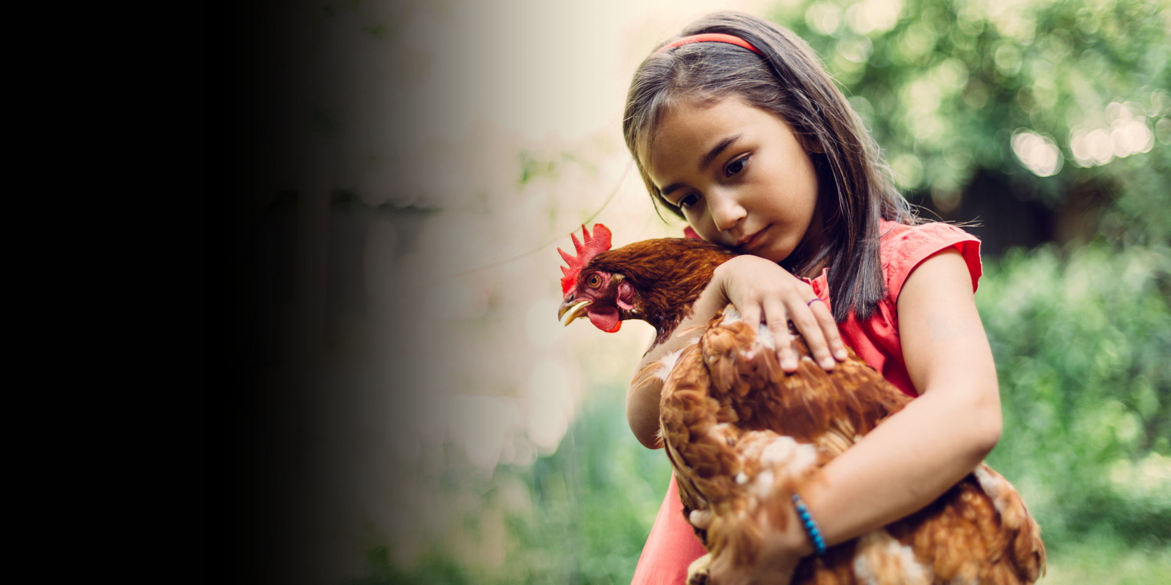 A child gently holding a hen in soft natural light.