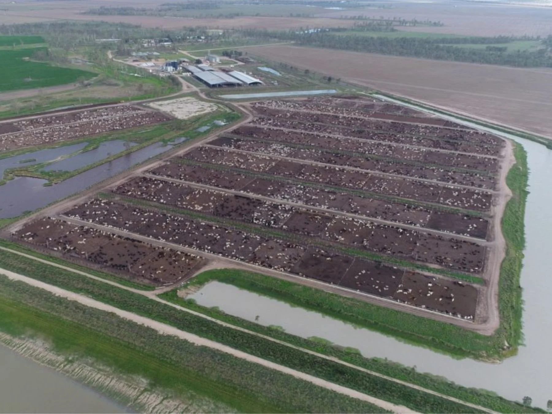 A companion animal in care, representing animals who need disaster-inclusive emergency planning