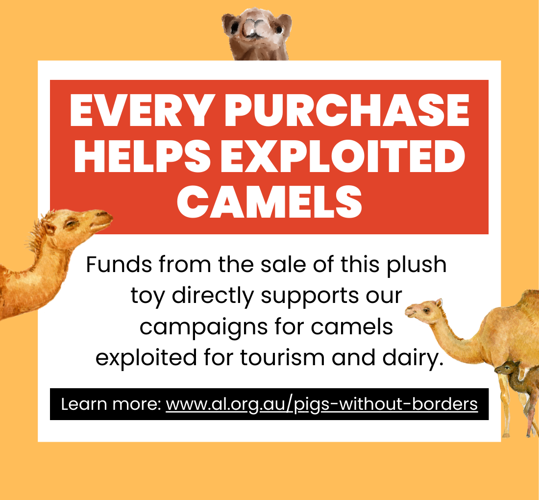 camel-shop.png