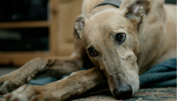 Map of South Australia