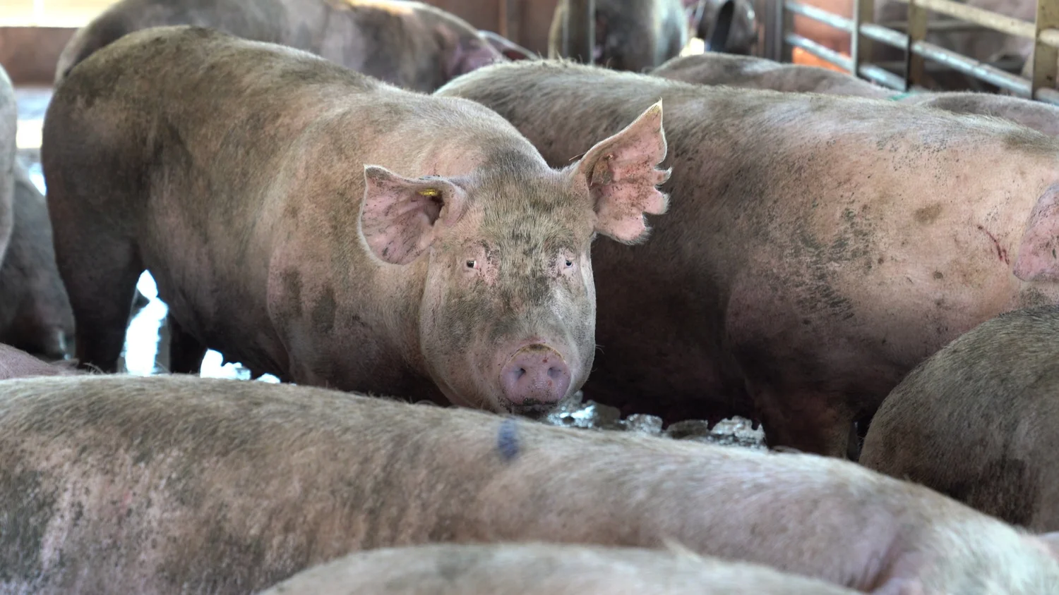 Pigs inside an intensive farming facility