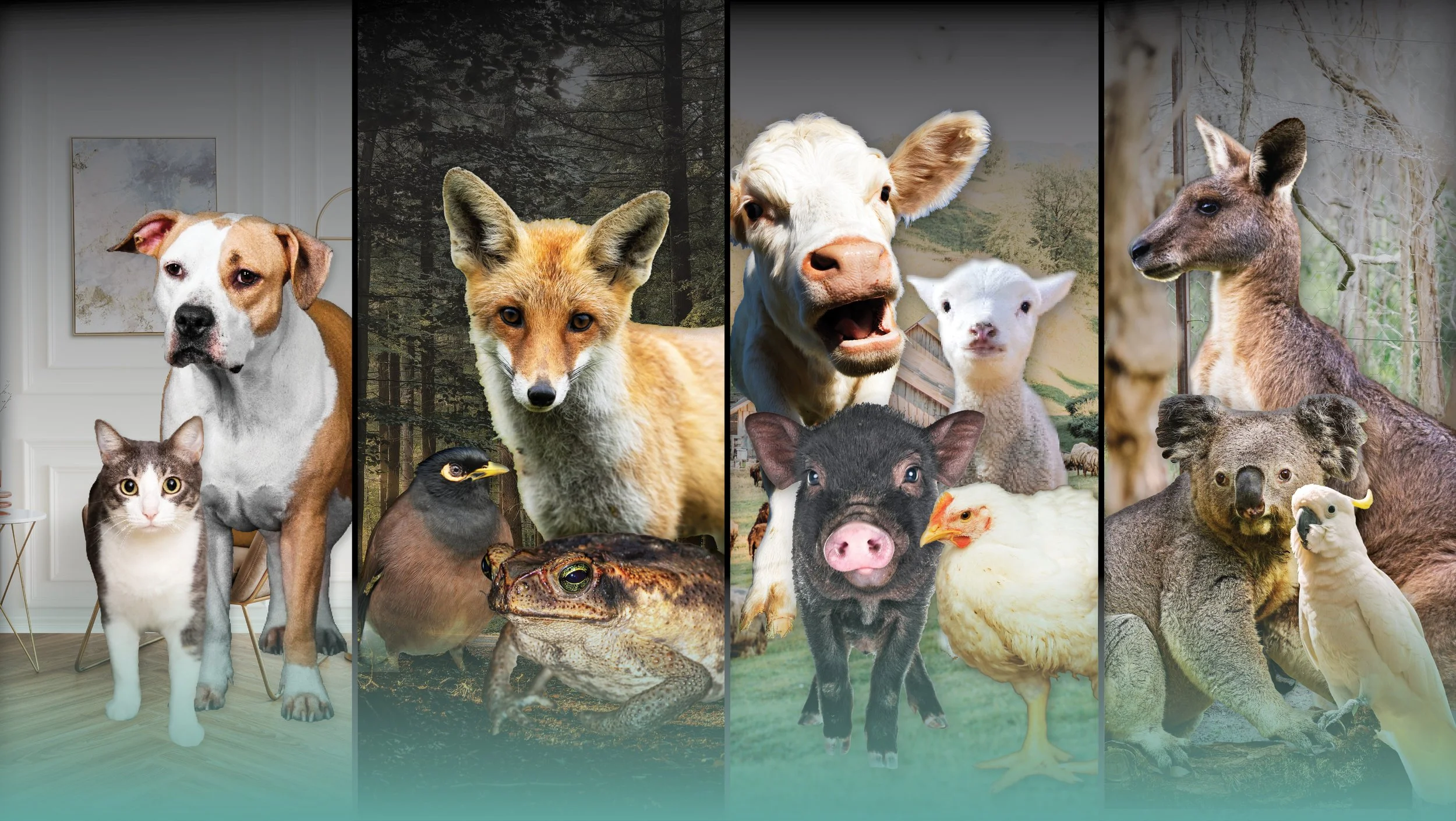 Animals deserve protection — demand urgent amendments to the NSW Animal Welfare Bill