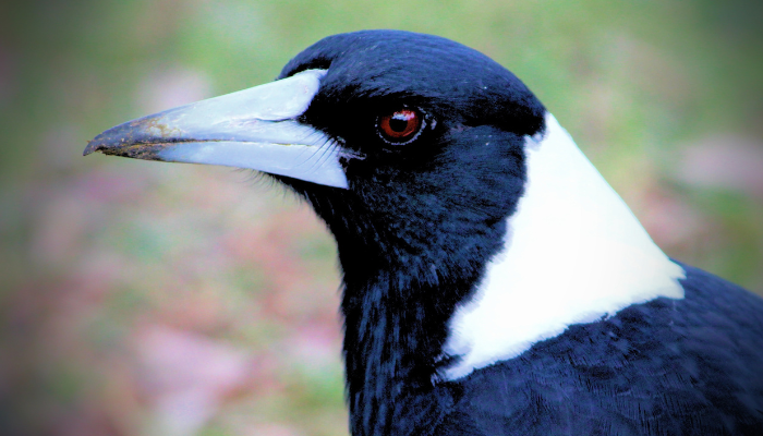 Australian magpie standing on grass